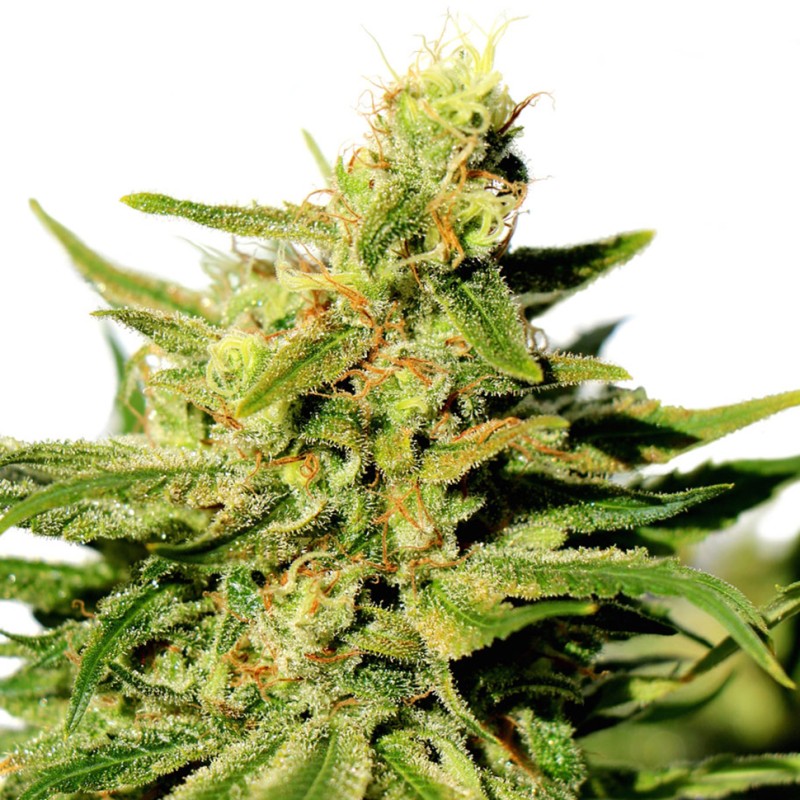 Grapefruit Diesel feminised GanjaLiveSeeds