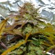 Grapefruit Diesel feminised GanjaLiveSeeds