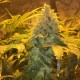 Grapefruit Diesel feminised GanjaLiveSeeds