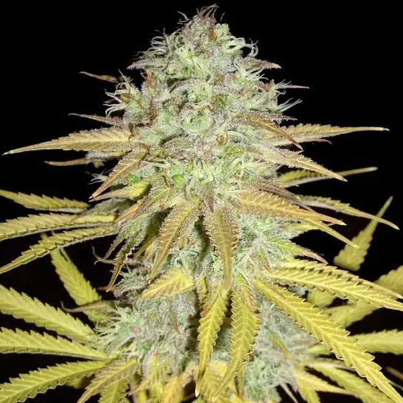 Grapefruit Diesel feminised GanjaLiveSeeds