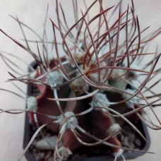 Astrophytum niveum x Astrophytum ornatum