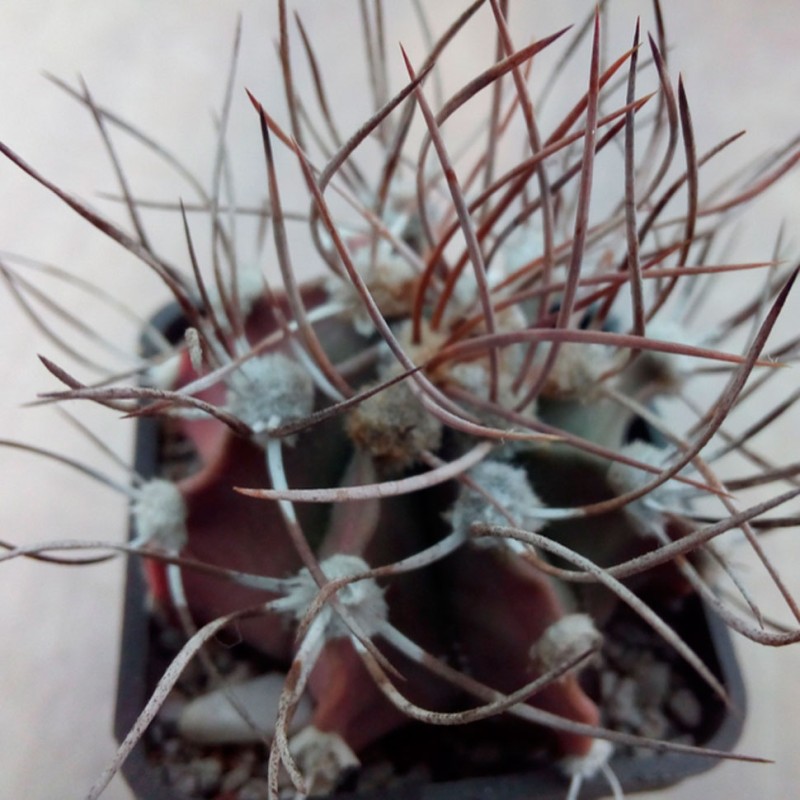 Astrophytum niveum x Astrophytum ornatum