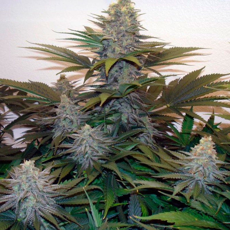 Z & Z feminised GanjaLiveSeeds