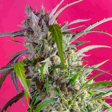 Indigo Berry Kush feminised GanjaLiveSeeds