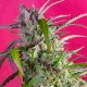 Indigo Berry Kush feminised GanjaLiveSeeds