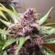 Indigo Berry Kush feminised GanjaLiveSeeds