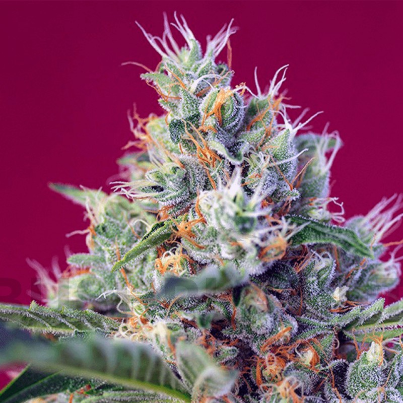 Indigo Berry Kush feminised GanjaLiveSeeds