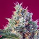 Indigo Berry Kush feminised GanjaLiveSeeds