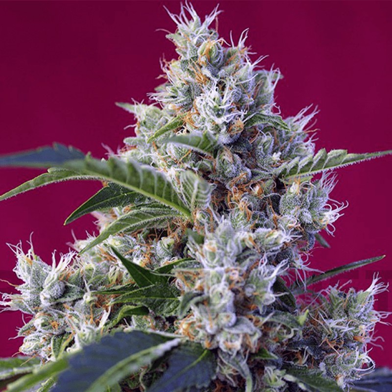 Indigo Berry Kush feminised GanjaLiveSeeds