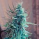 Bubble Gum feminised Ganja Seeds - 4 насінини