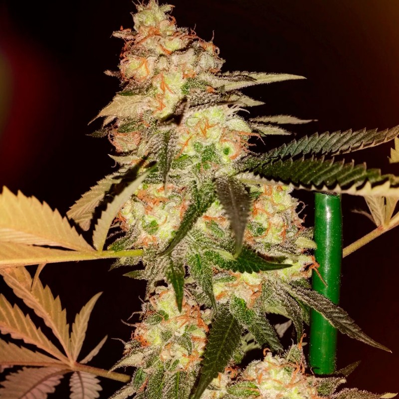 Bubble Gum feminised Ganja Seeds - 4 насінини