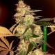 Bubble Gum feminised Ganja Seeds - 4 насінини