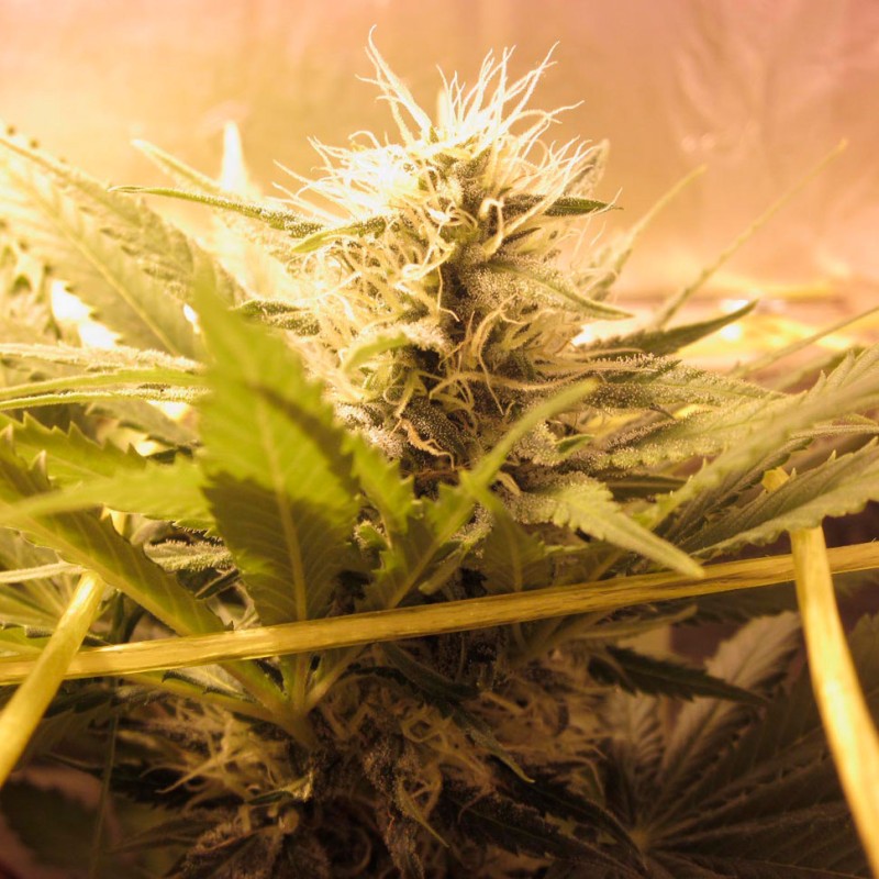 Bubble Gum feminised Ganja Seeds - 4 насінини