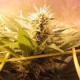 Bubble Gum feminised Ganja Seeds - 4 насінини