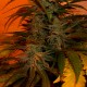 Bubble Gum feminised Ganja Seeds - 4 насінини