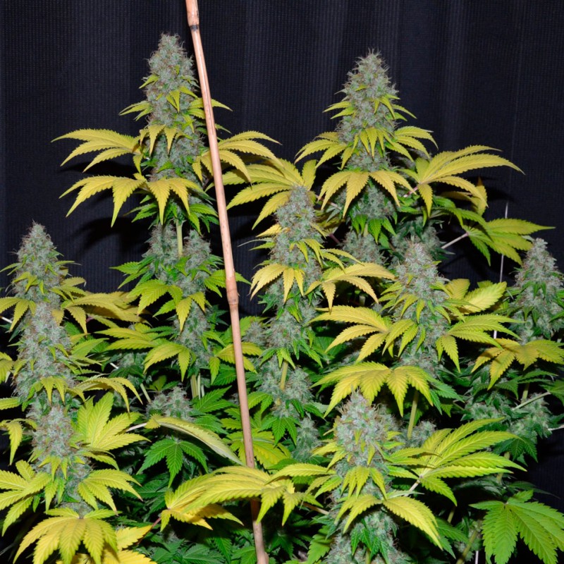 Bubble Gum feminised Ganja Seeds - 4 насінини