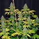 Bubble Gum feminised Ganja Seeds - 4 насінини