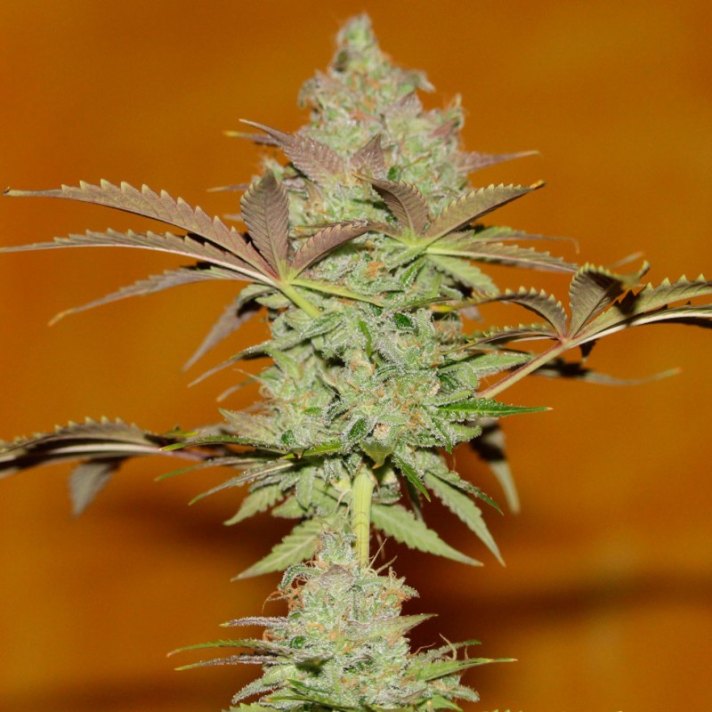 Bubble Gum feminised Ganja Seeds - 4 насінини