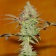 Bubble Gum feminised Ganja Seeds - 4 насінини