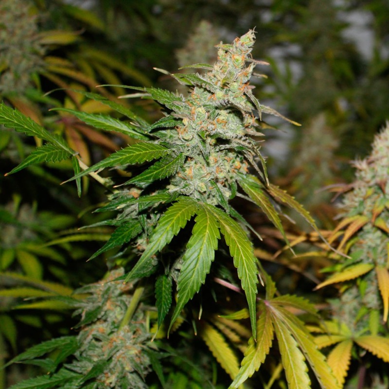 Bubble Gum feminised Ganja Seeds - 4 насінини