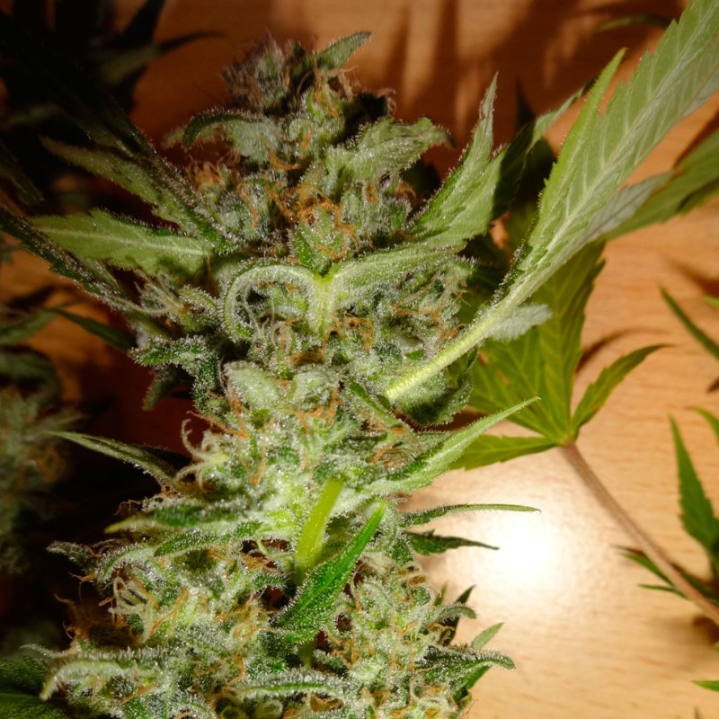 Bubble Gum feminised Ganja Seeds - 4 насінини