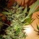 Bubble Gum feminised Ganja Seeds - 4 насінини