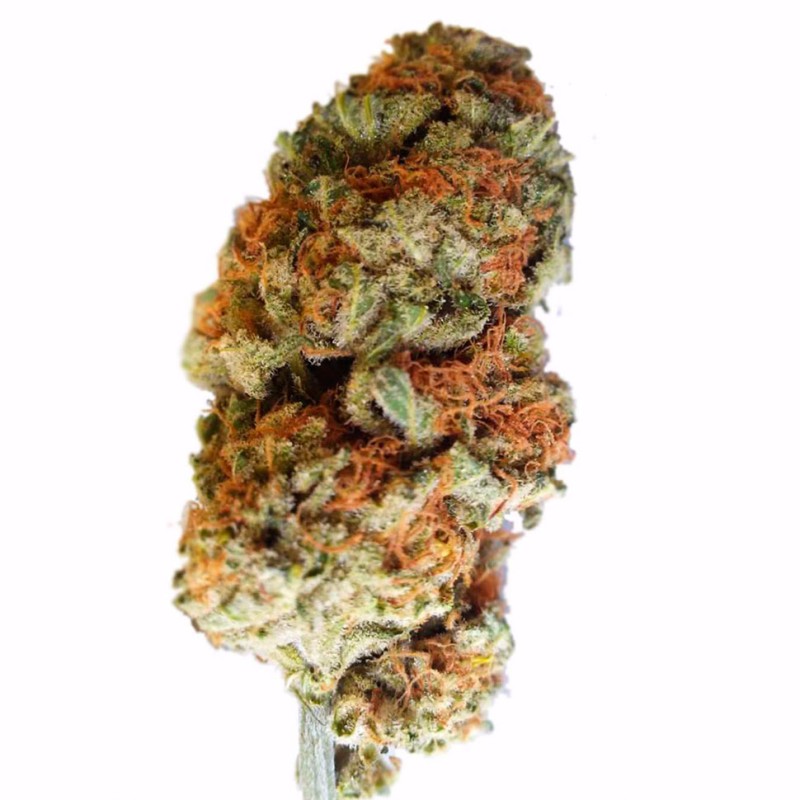 Bubble Gum feminised Ganja Seeds - 4 насінини