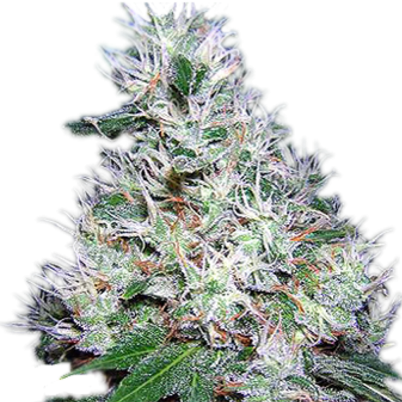 Bubble Gum feminised Ganja Seeds - 4 насінини