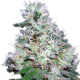 Bubble Gum feminised Ganja Seeds - 4 насінини