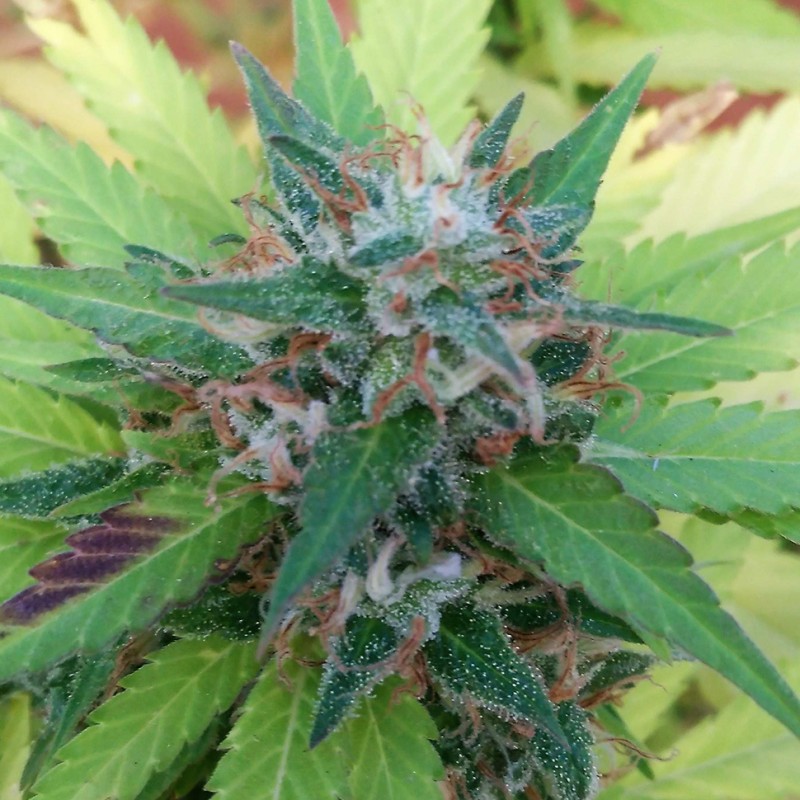 Bubble Gum feminised Ganja Seeds - 4 насінини