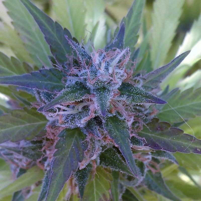 Bubble Gum feminised Ganja Seeds - 4 насінини