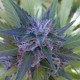 Bubble Gum feminised Ganja Seeds - 4 насінини