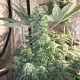 Bubble Gum feminised Ganja Seeds - 4 насінини