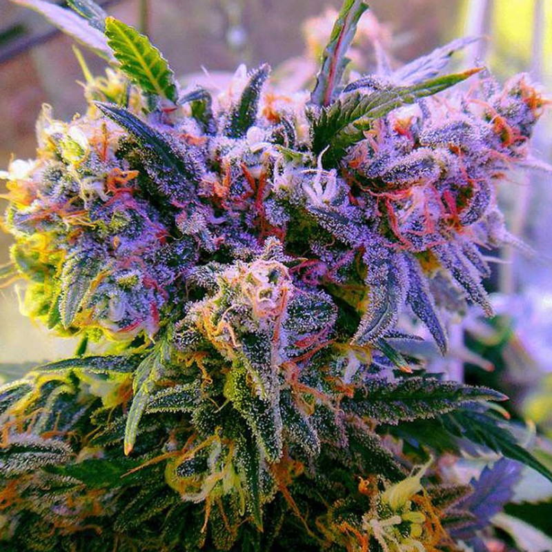 Galaxy feminised Ganja Seeds - 4 насінини