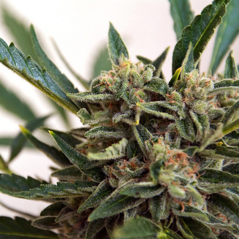 Original Skunk #1 feminised Ganja Seeds - 2 насінини
