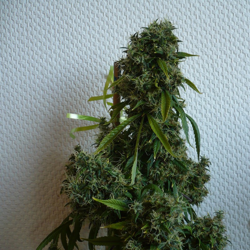 Kali Mist feminised GanjaLiveSeeds