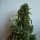Kali Mist feminised GanjaLiveSeeds