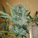 Kali Mist feminised GanjaLiveSeeds