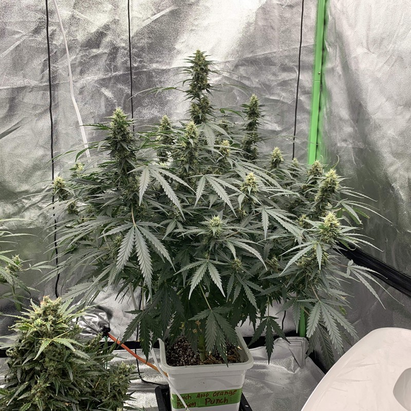 Auto Critical feminised Victory Seeds
