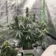 Auto Critical feminised Victory Seeds