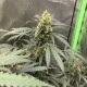 Auto Critical feminised Victory Seeds