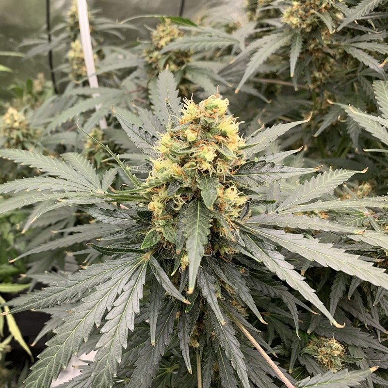 Auto Critical feminised Victory Seeds