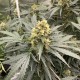 Auto Critical feminised Victory Seeds