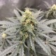 Auto Critical feminised Victory Seeds