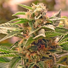Grapefruit feminised GanjaLiveSeeds