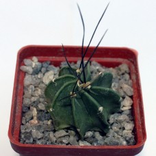 Astrophytum crassispinum taiho