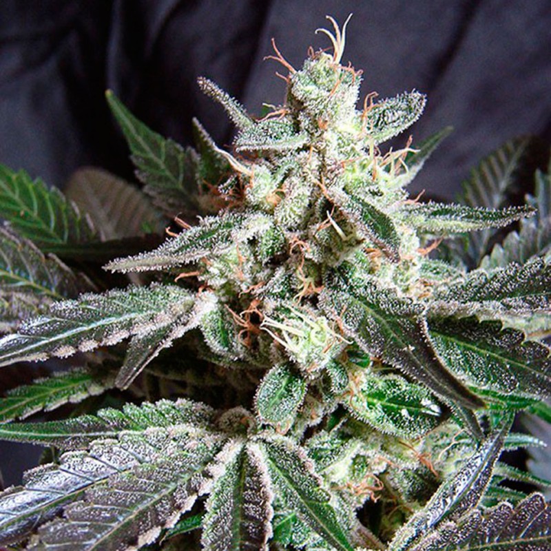 Black Jack feminised Ganja Seeds Fast Version - 777 насінин
