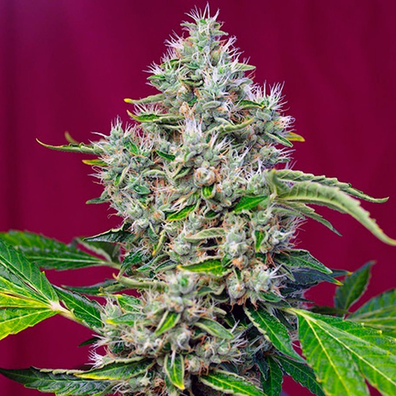 San Fernando Lemon Kush feminised GanjaLiveSeeds