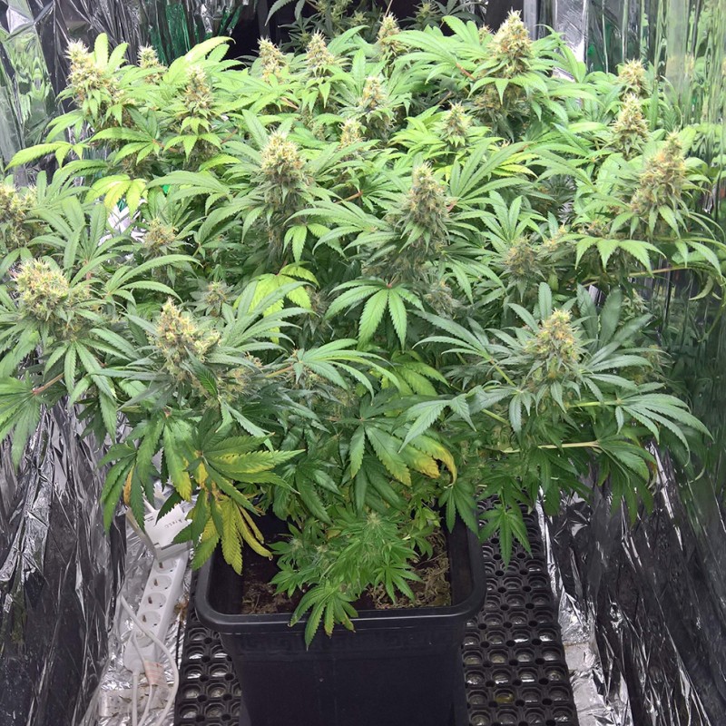 Super Skunk feminised Ganja Seeds - 477 насінин