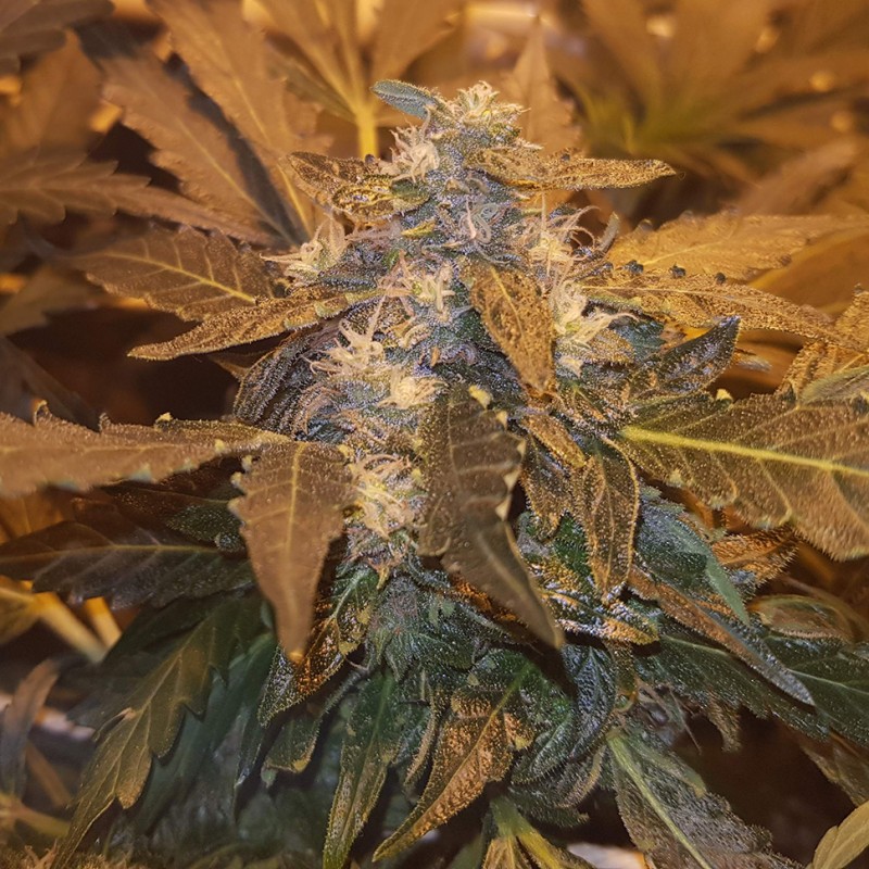 G13 feminised Ganja Seeds